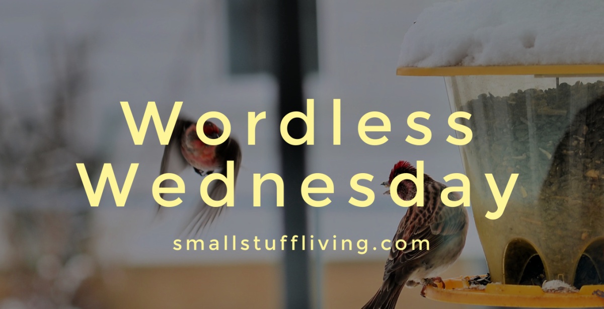 Wordless Wednesday – Bird Wars